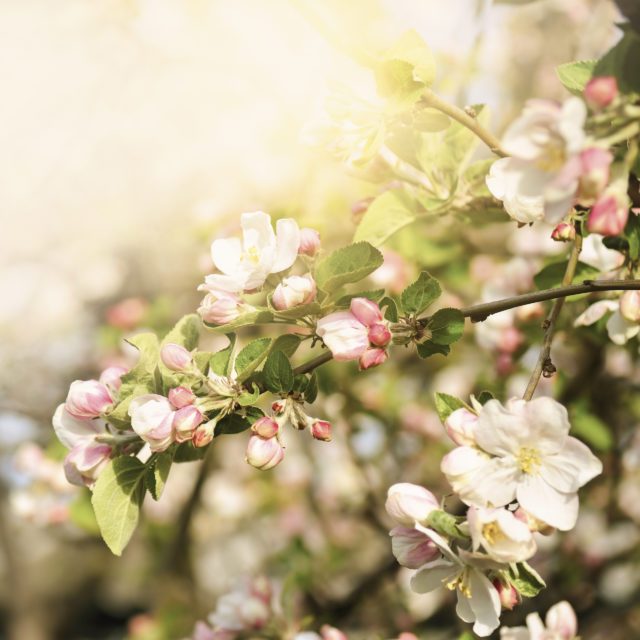 The sun’s rays shine through the leaves and flowers of the apple